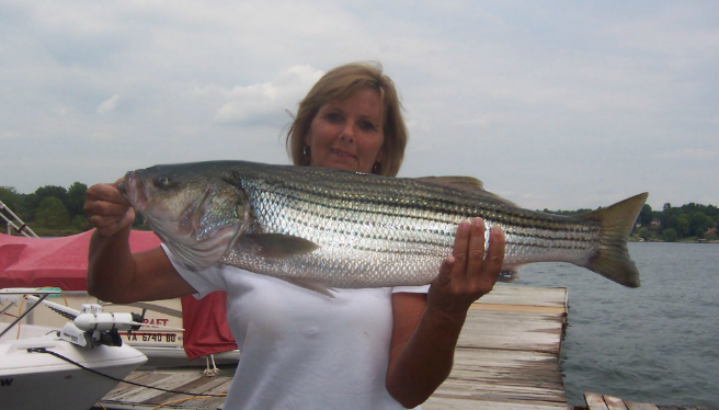 18-lf_okyd - Rock Fish